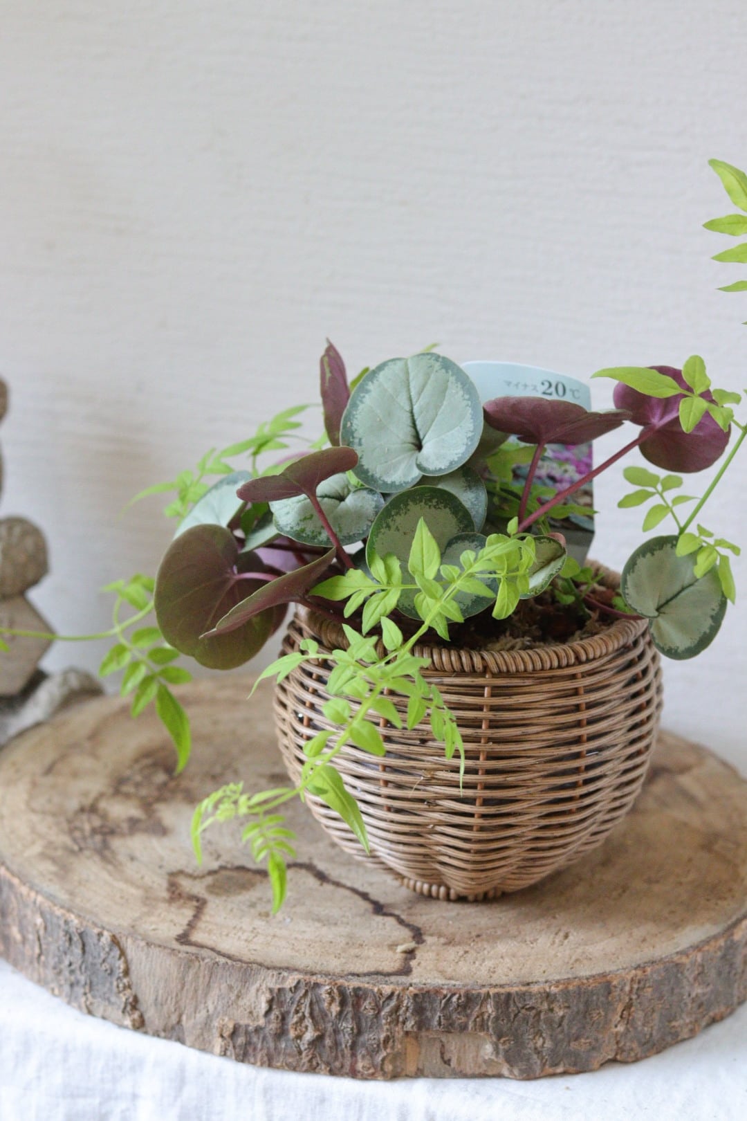 盆栽風♡野生的グリーン♡観葉植物♡ガジュマル | Total Plants Egret