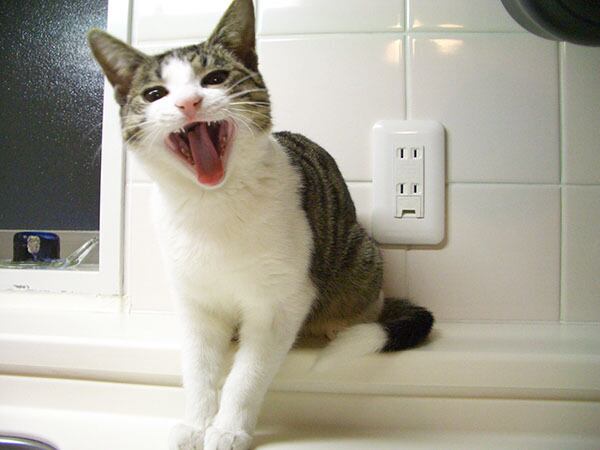 猫 ポストカード The Cat who....笑顔 10x14.8センチ(cm)官製はがきサイズ 猫写真 はがき ねこ葉書 ネコハガキ Postcard アイとちび ジェリー