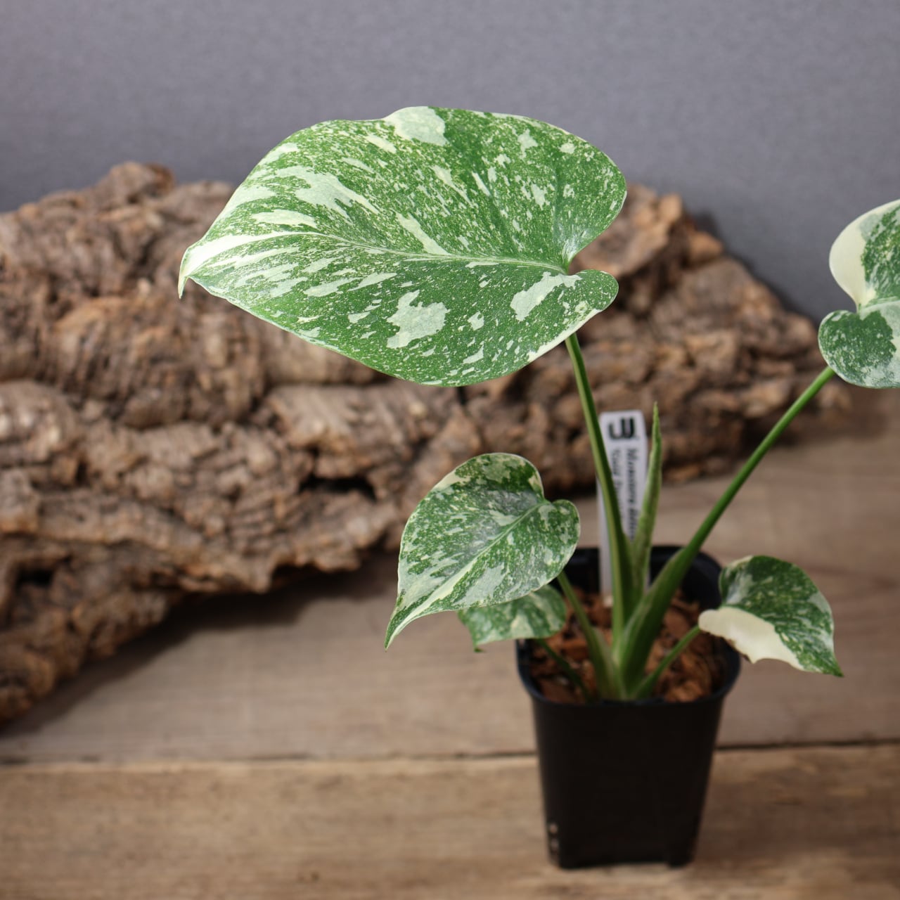 770『urban jungle モンステラ デリシオーサ ' Gold Dust'』観葉植物