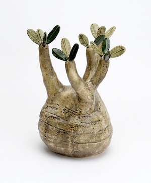 陶植／グラキリス／大