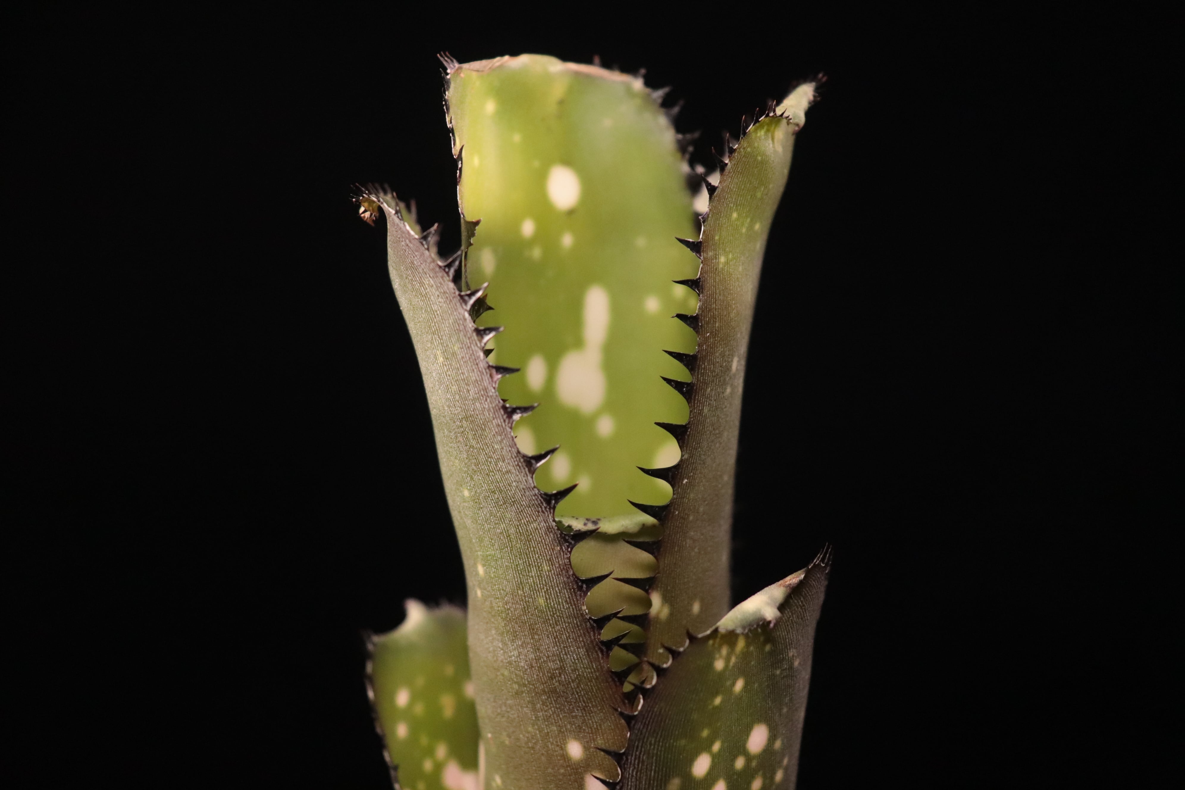 Billbergia 'Waxing Gibabous'〔ビルベルギア〕B354 | plane plants