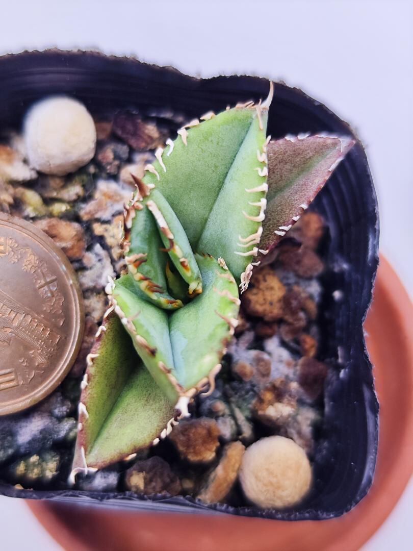 1981】育成株直の子株 発根済み | Miura Farm アガベ1981 親株