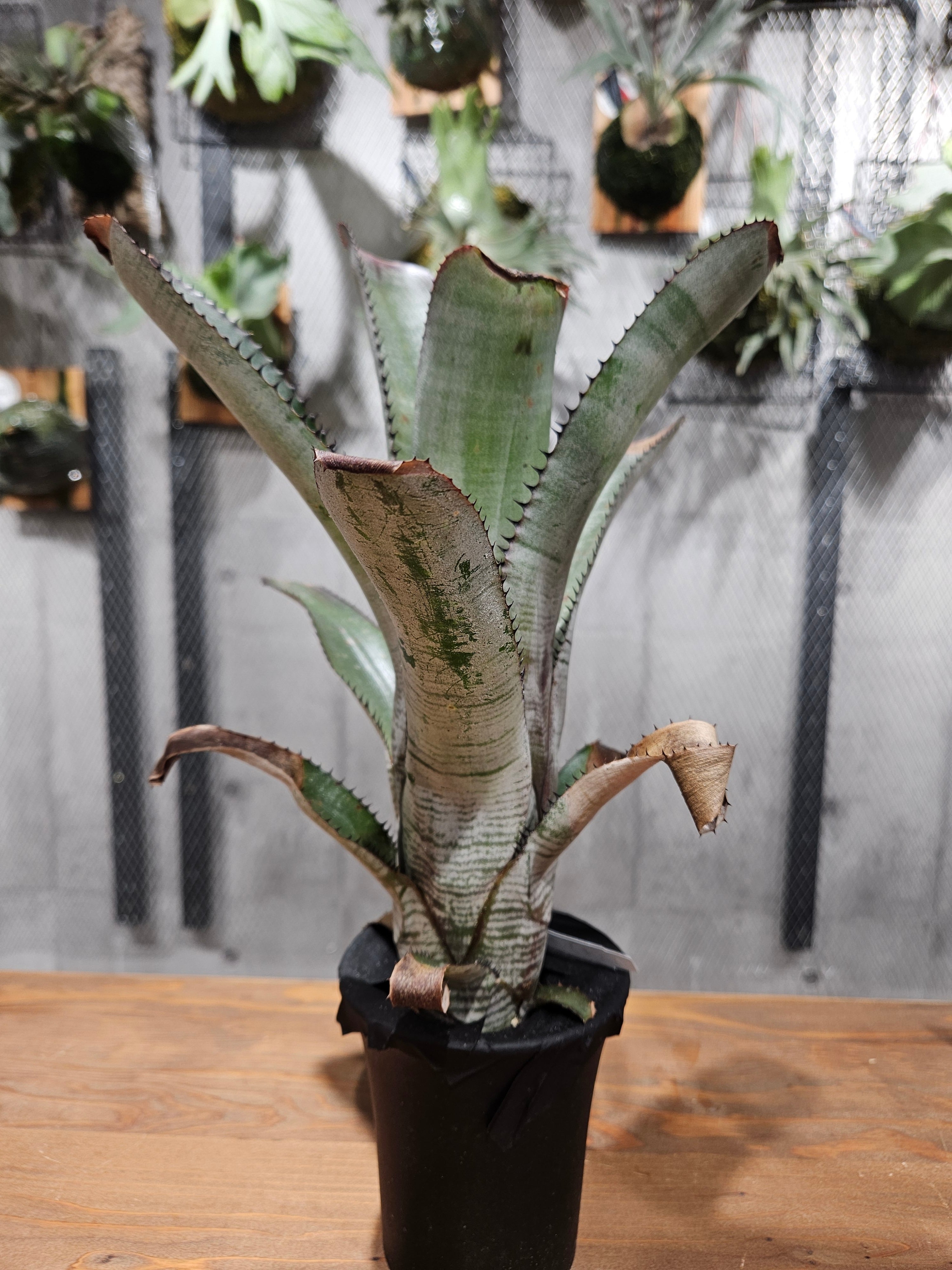 Aechmea. nudicaulis Candy Cane【artPLANTs/PLANTS GARAGE