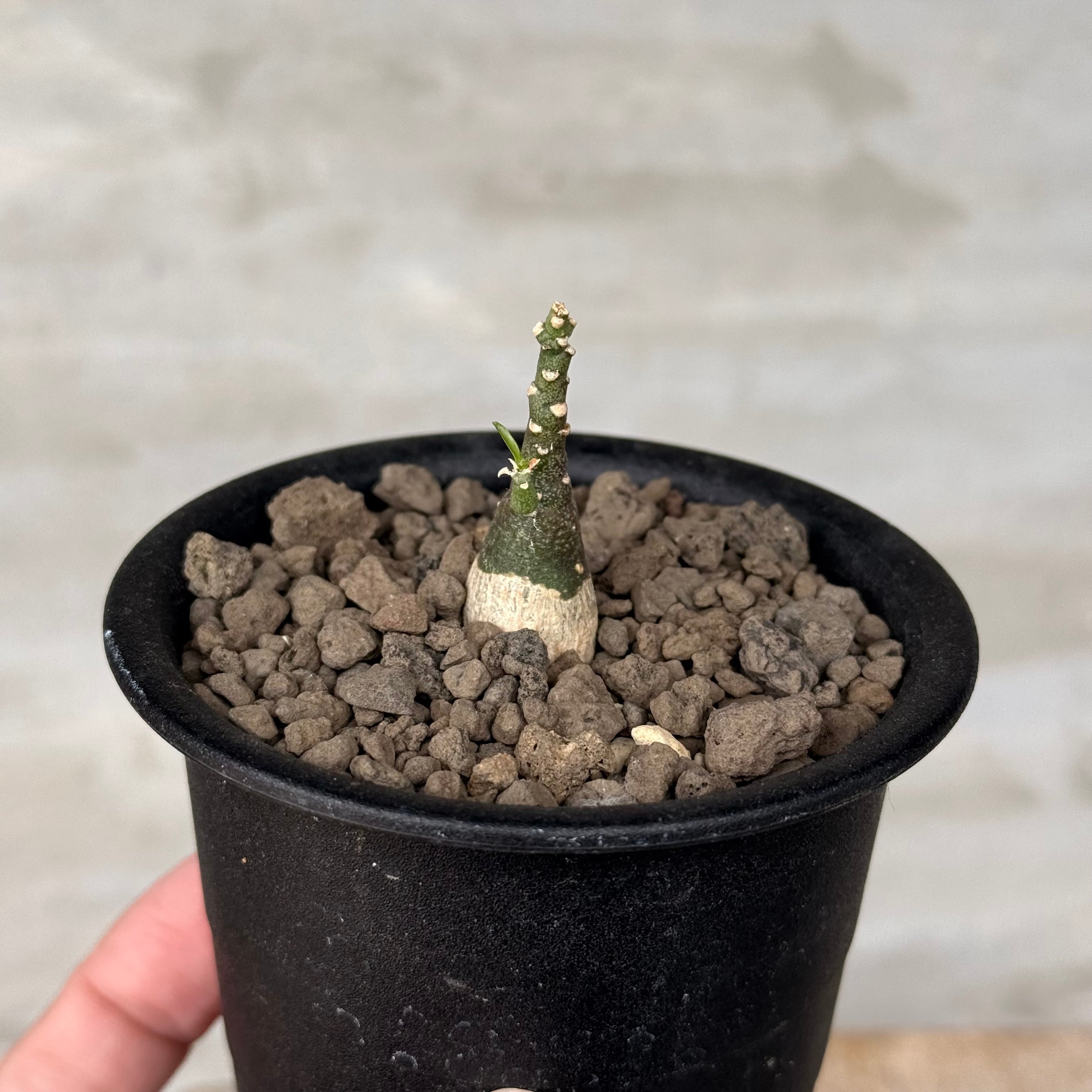 観葉植物 c*i様 アデニア ペチュエリー 実生1株