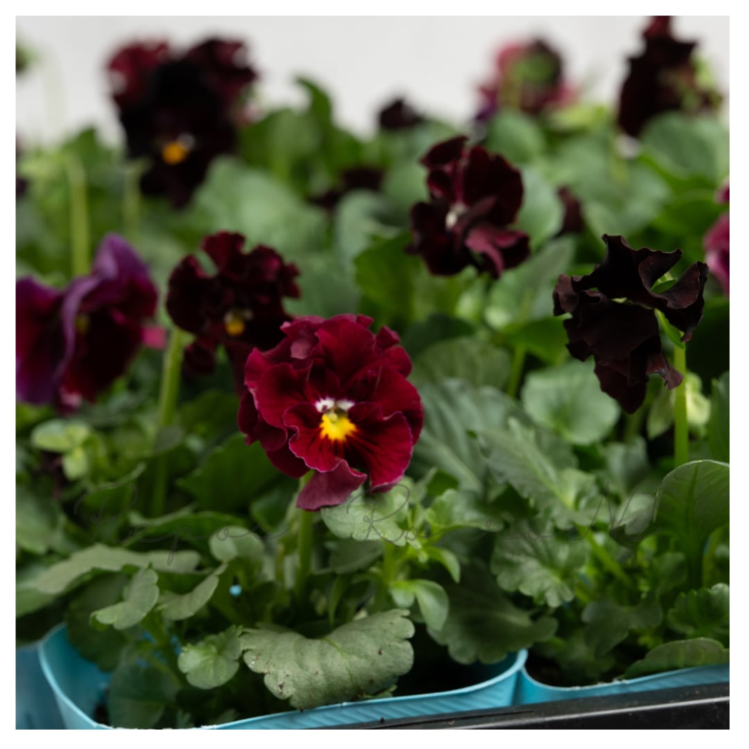 【セット販売】ビオラ:薔薇乙女・バラオトメ(3苗×3号)メゾンドビオラ 変わり咲き レッド フリル咲き