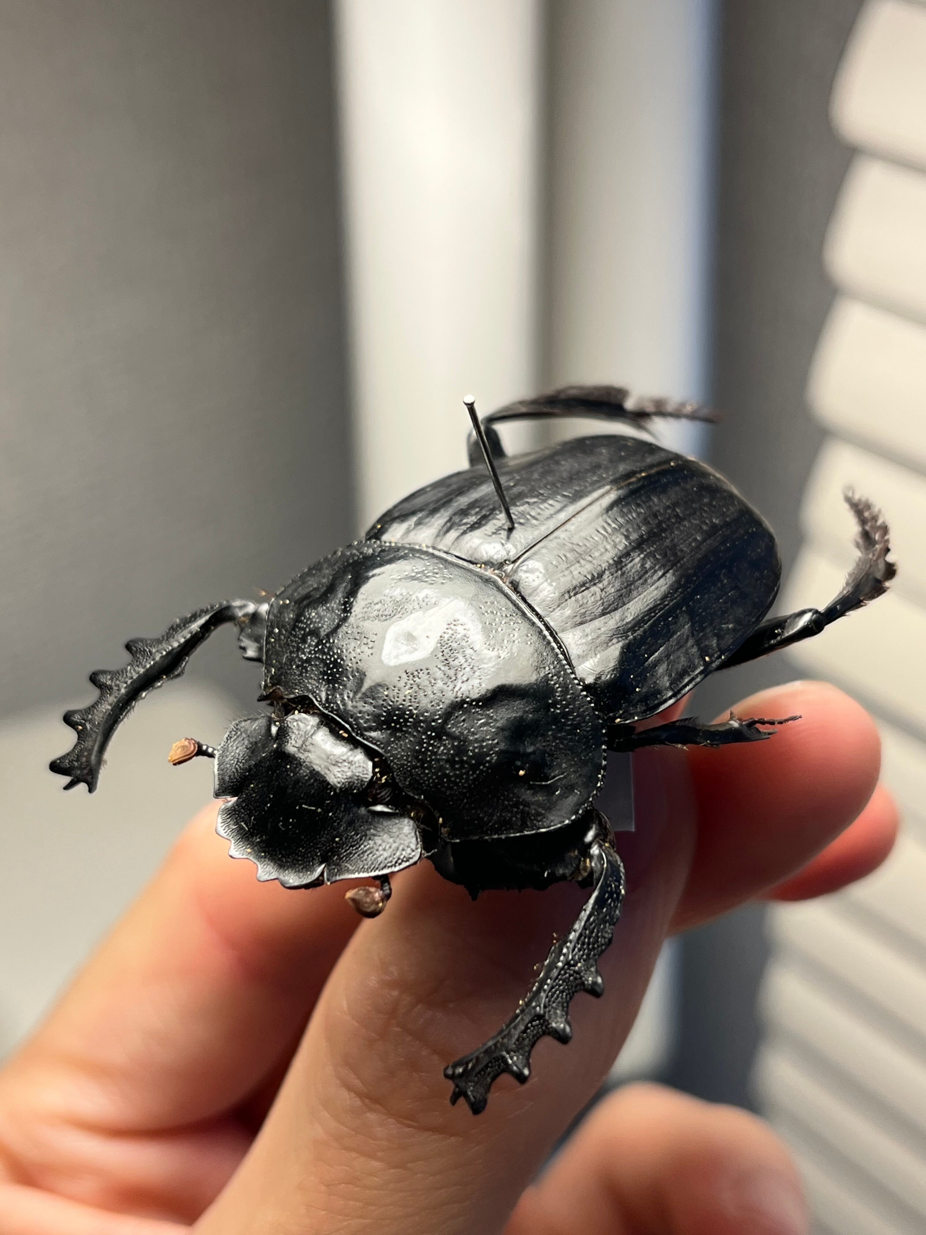 【属内2位】スネブトタマオシコガネ スカラベ糞虫フンチュウ昆虫標本 属内2位】スネブトタマオシコガネ スカラベ糞虫フンチュウ昆虫標本