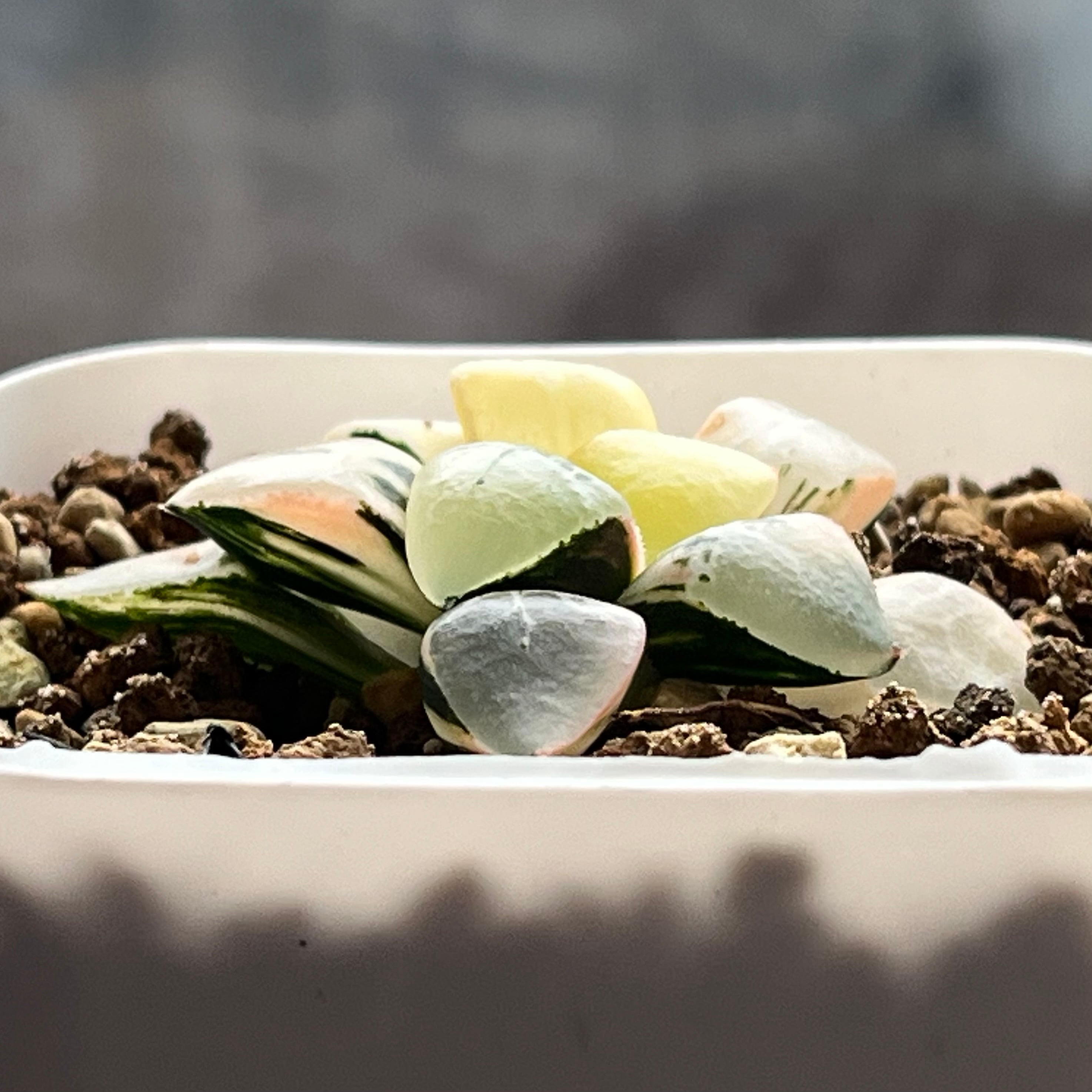 ハオルチア バディア 火鳳凰錦 | mocono_plants