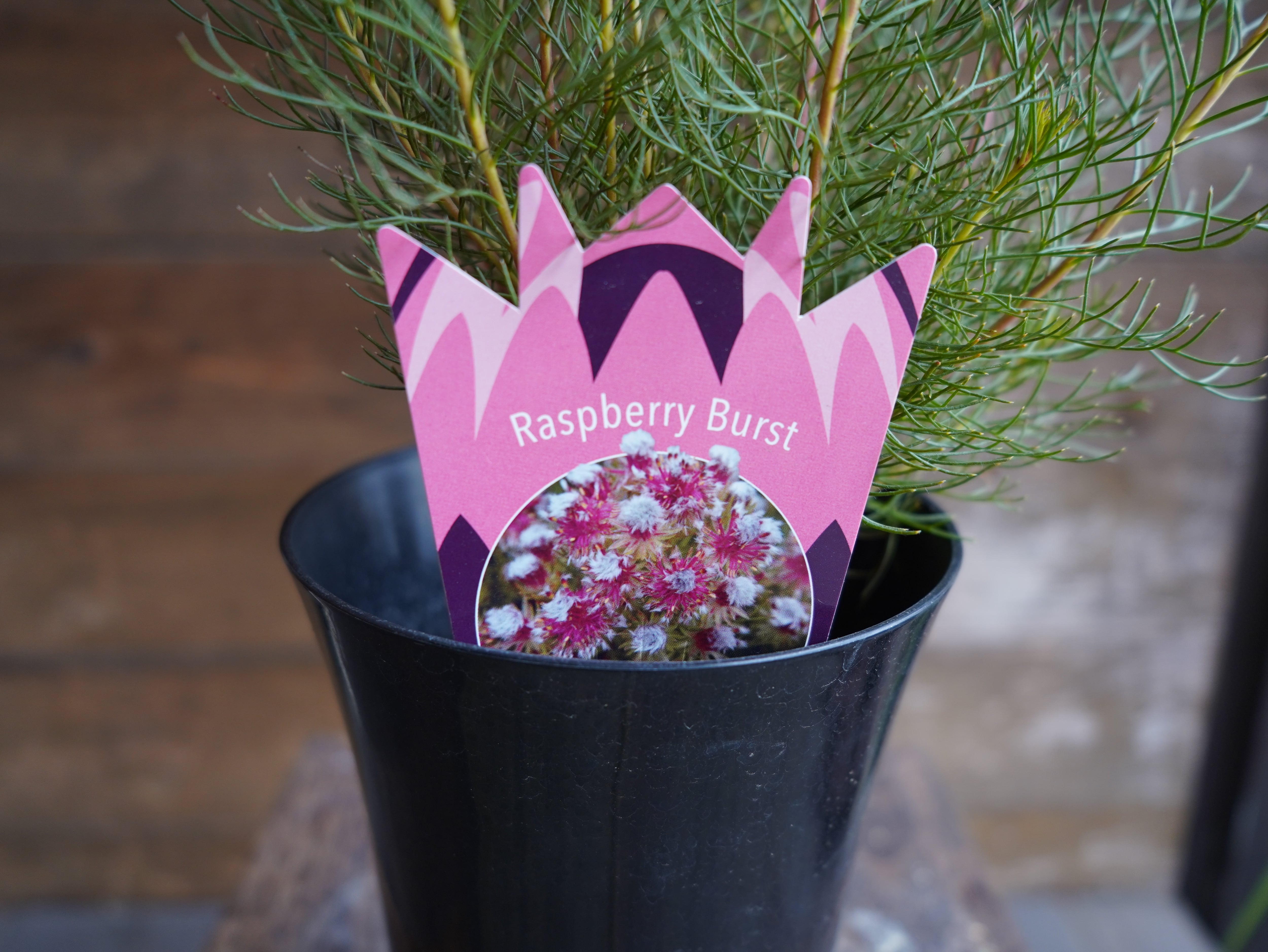 【現物】セルリア ”ラズベリーバースト” A