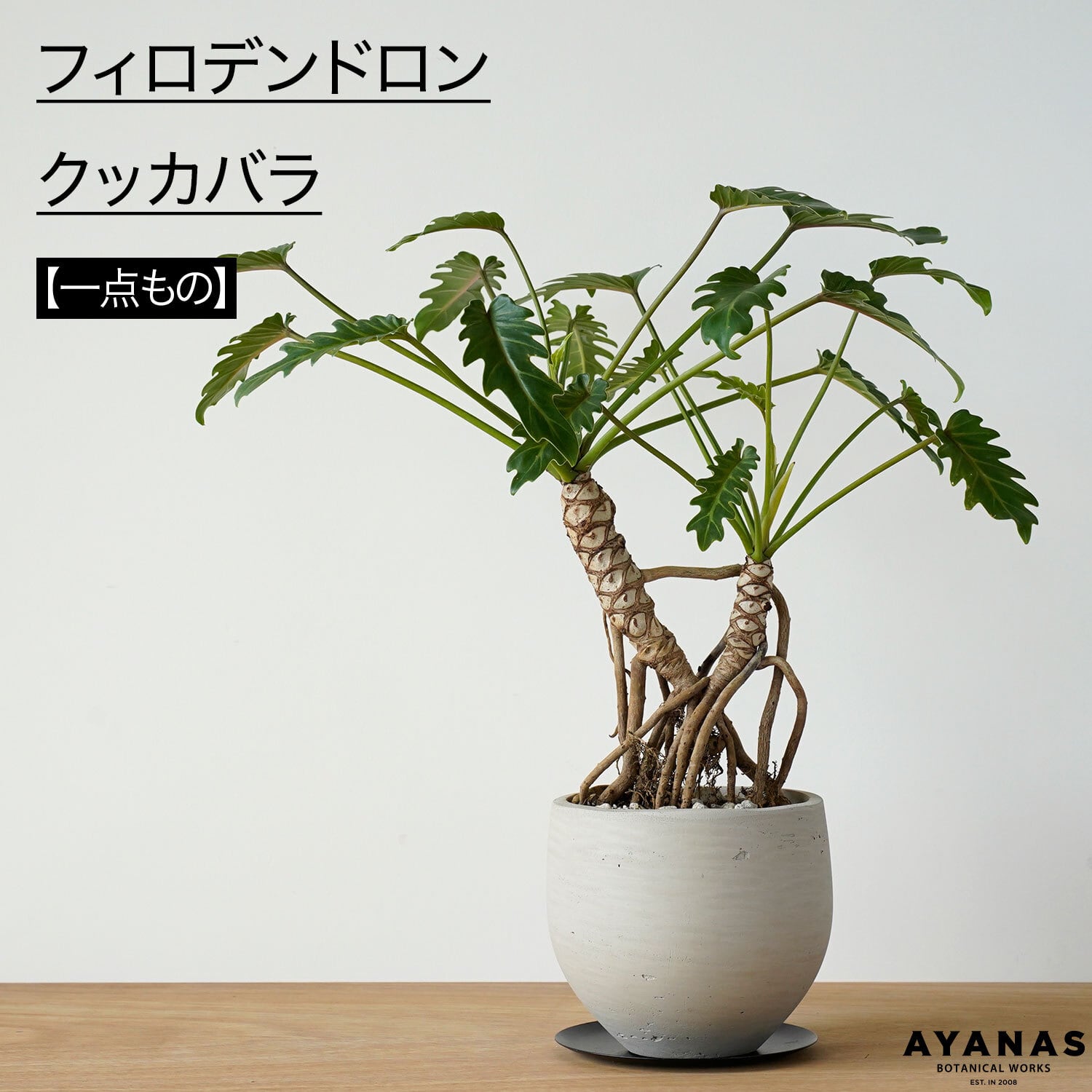 アガベ 観葉植物 幹立ち　アテナータ　斑入り　幹上がり　希少　アガベアテナータ アガベ アテナータ 斑入り 幹立ち | AYANAS（アヤナス）｜観葉植物の