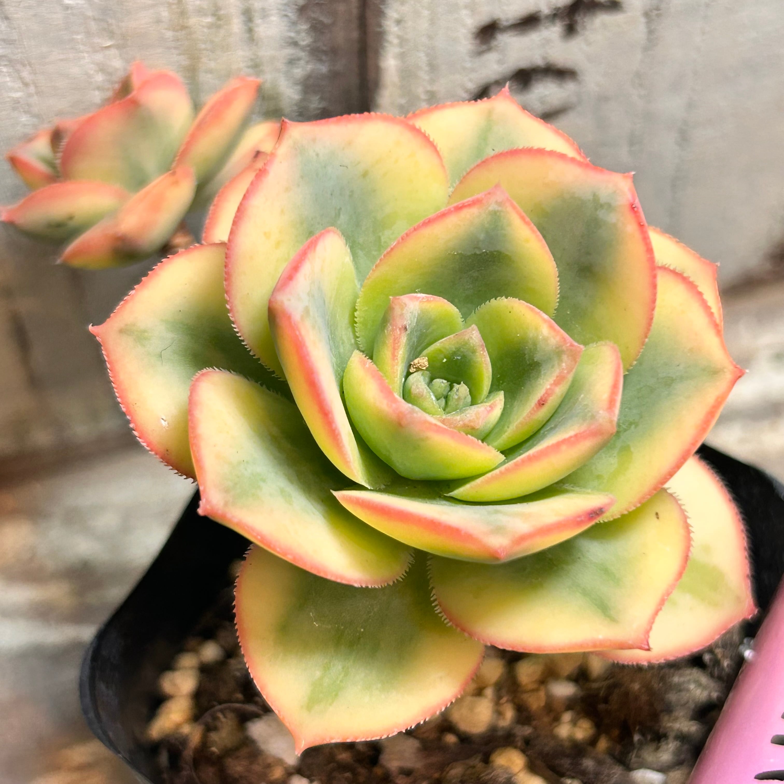 紫牡丹 センペル | RuPo 多肉植物専門店