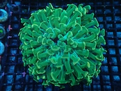 【現地買付】Euphyllia Ancora Premium 1
