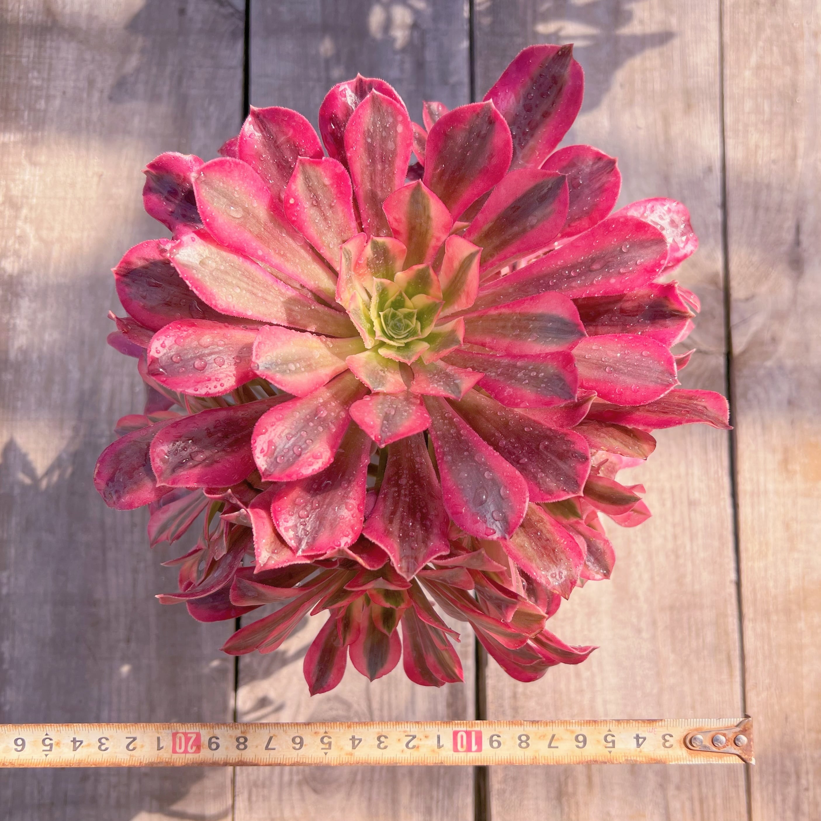 現品 メデューサ#775 大群生 るる農園 | るる農園~多肉植物専門