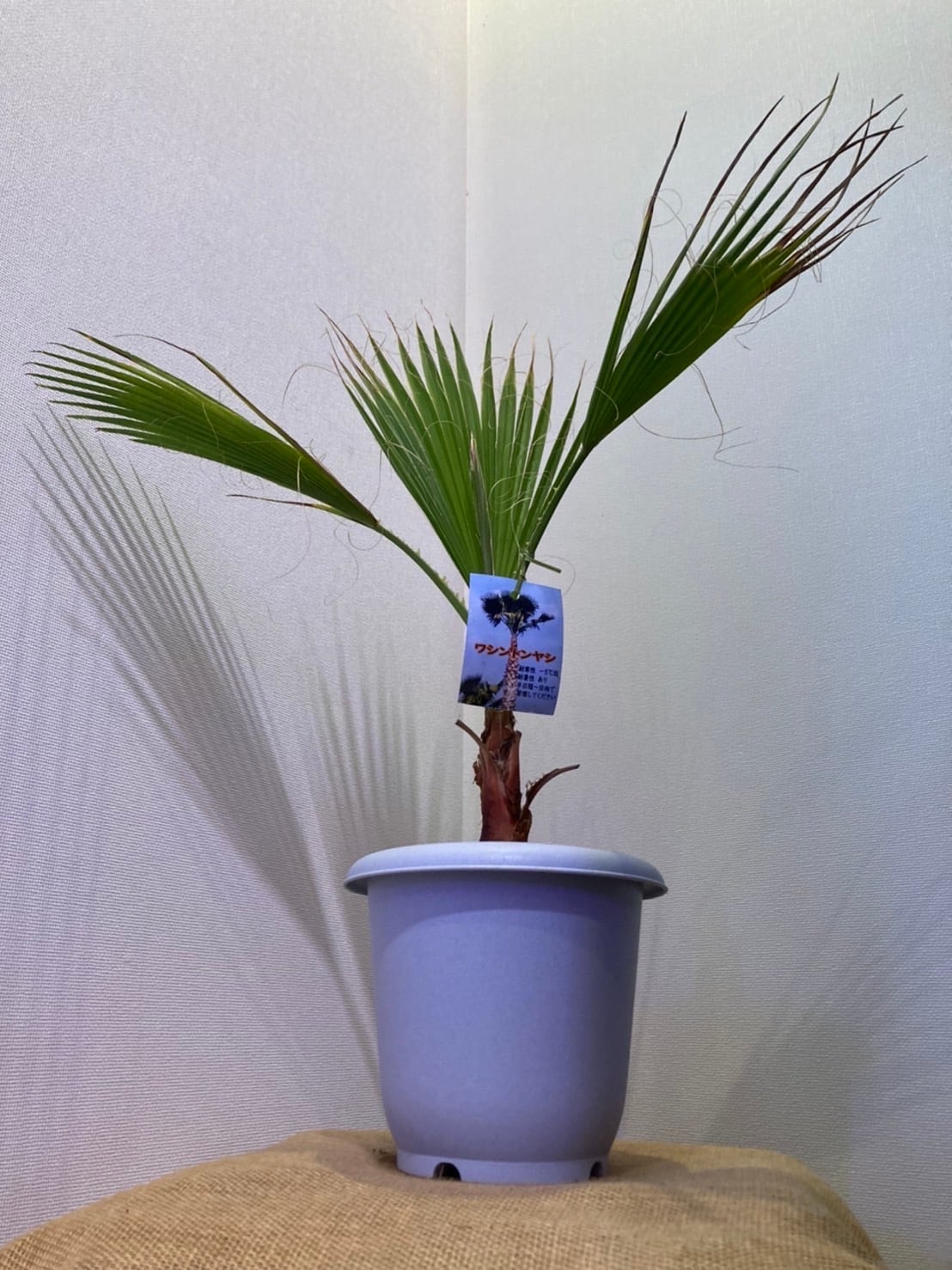 引取限定】ワシントンヤシ 【公式通販】