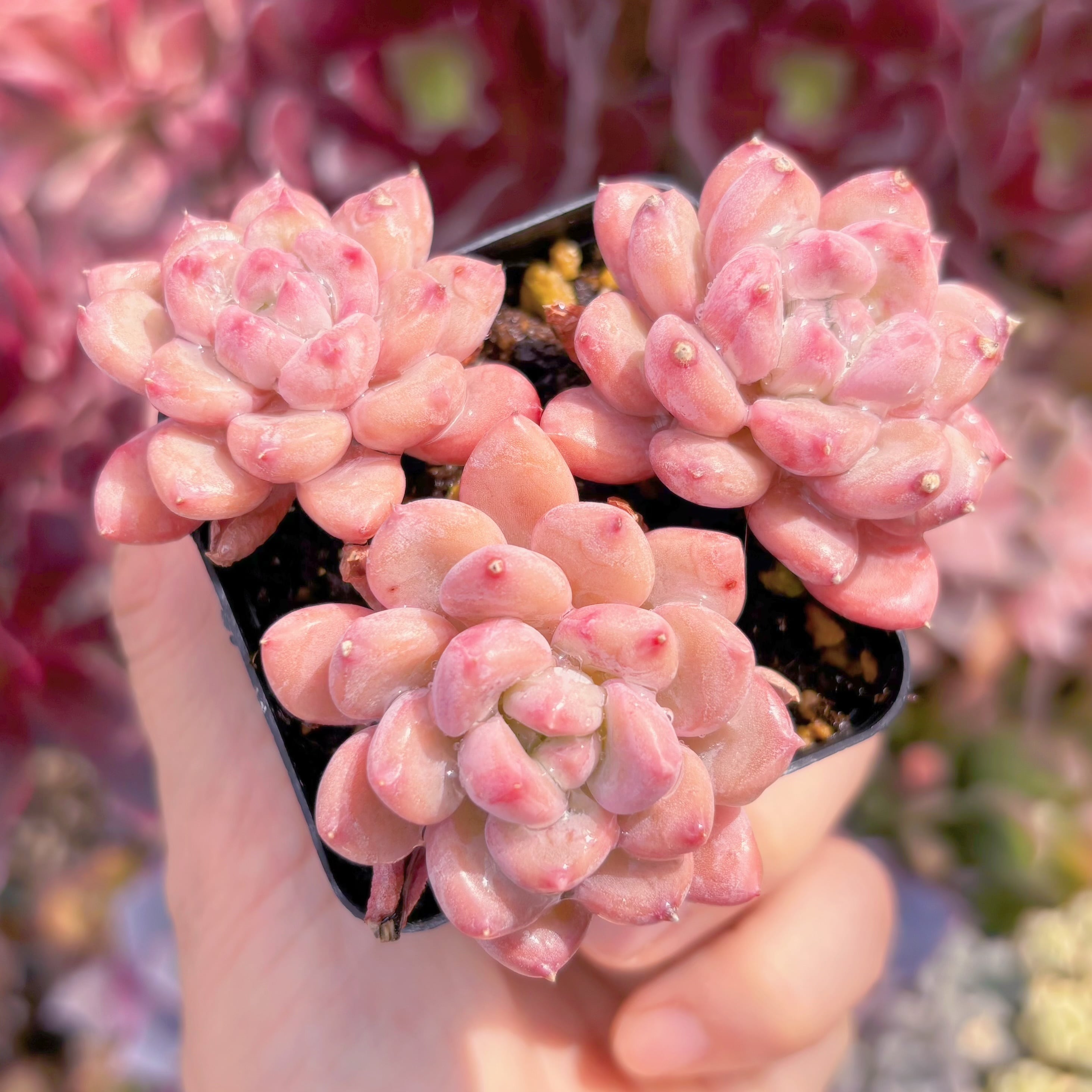 現品　ピンクジェニー#C20　群生　るる農園