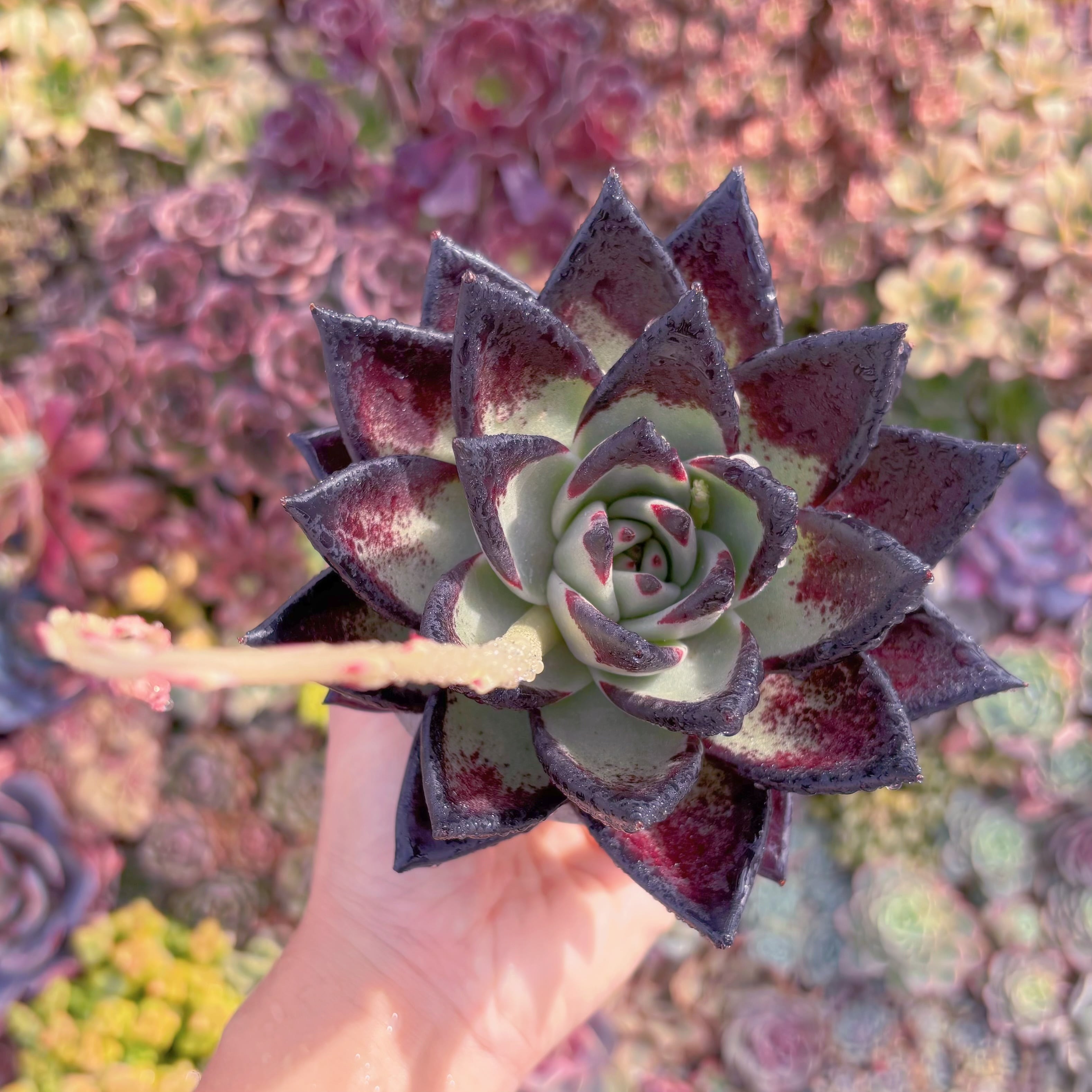 現品　黒魔王#831　大苗　るる農園