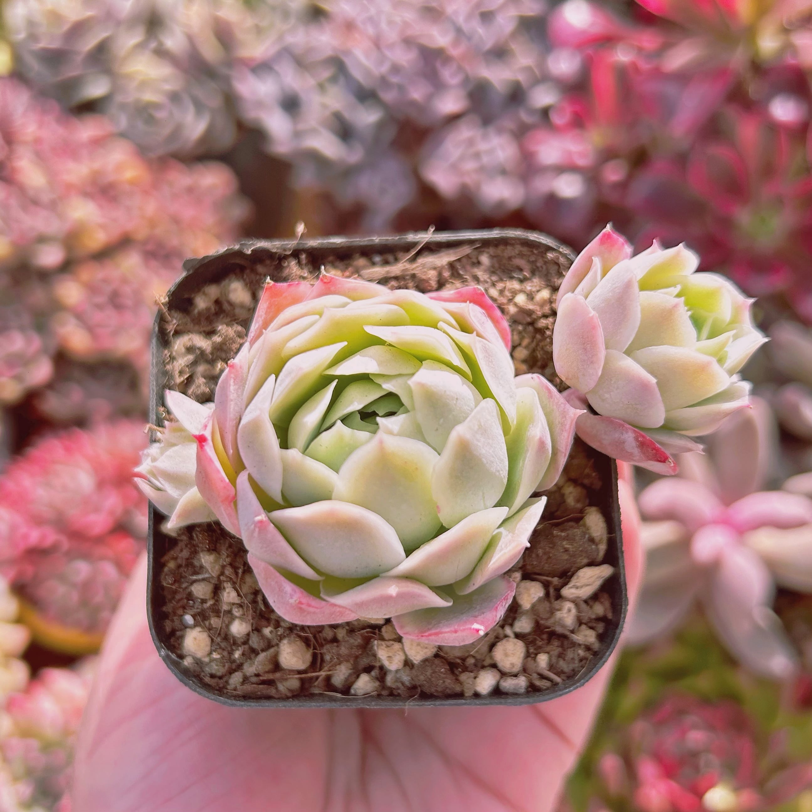 #767現物　多肉植物　静月