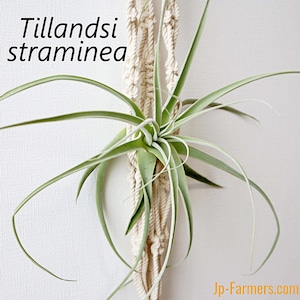 お部屋の象徴に　チランジア（エアプランツ）ストラミネア　Tillandsia　straminea　1個