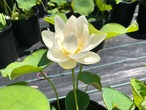 輪王蓮・鉢
