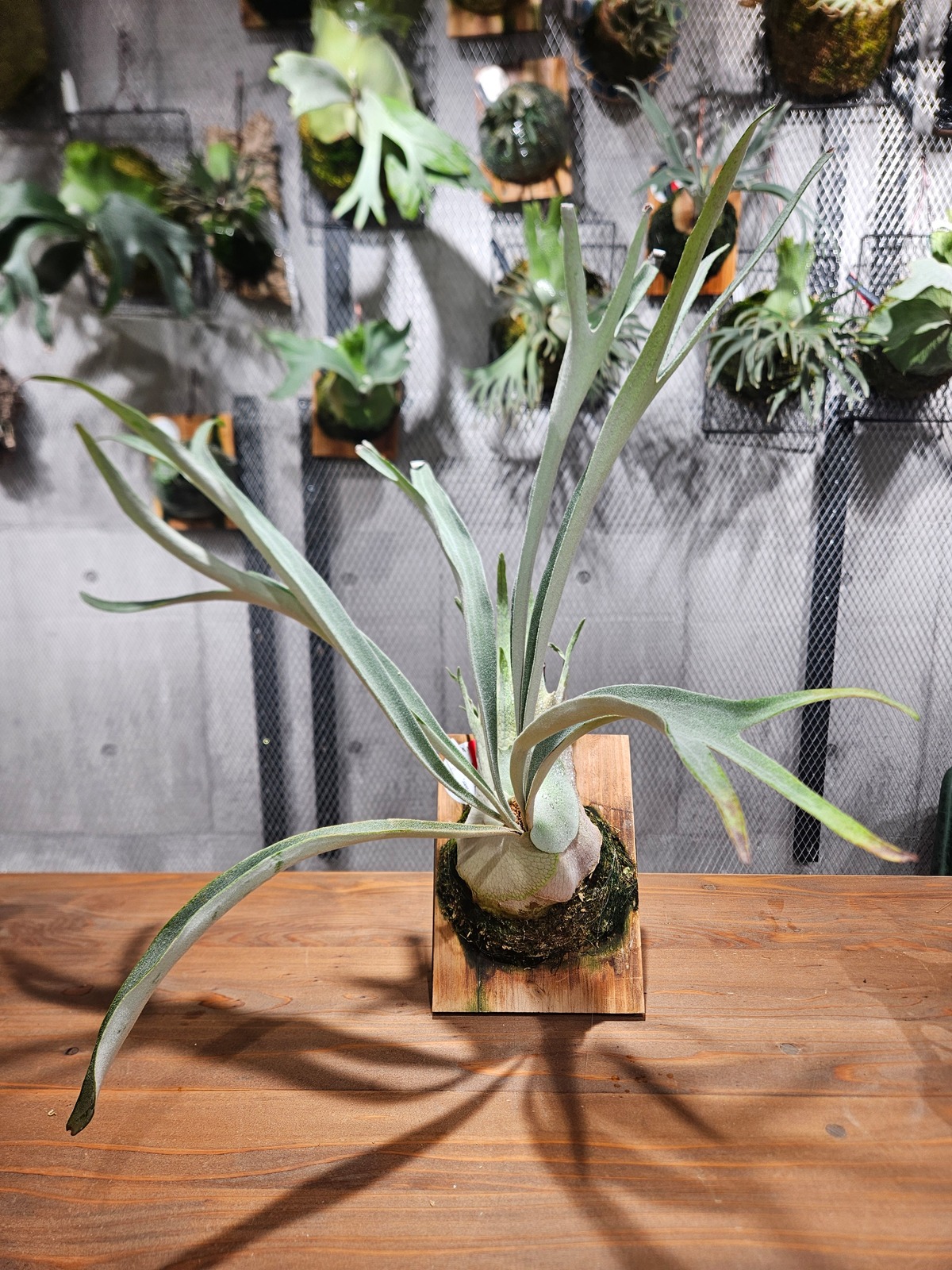 P. veitchii Auburn River, P. willinckii cv. Sailor Moon Select 