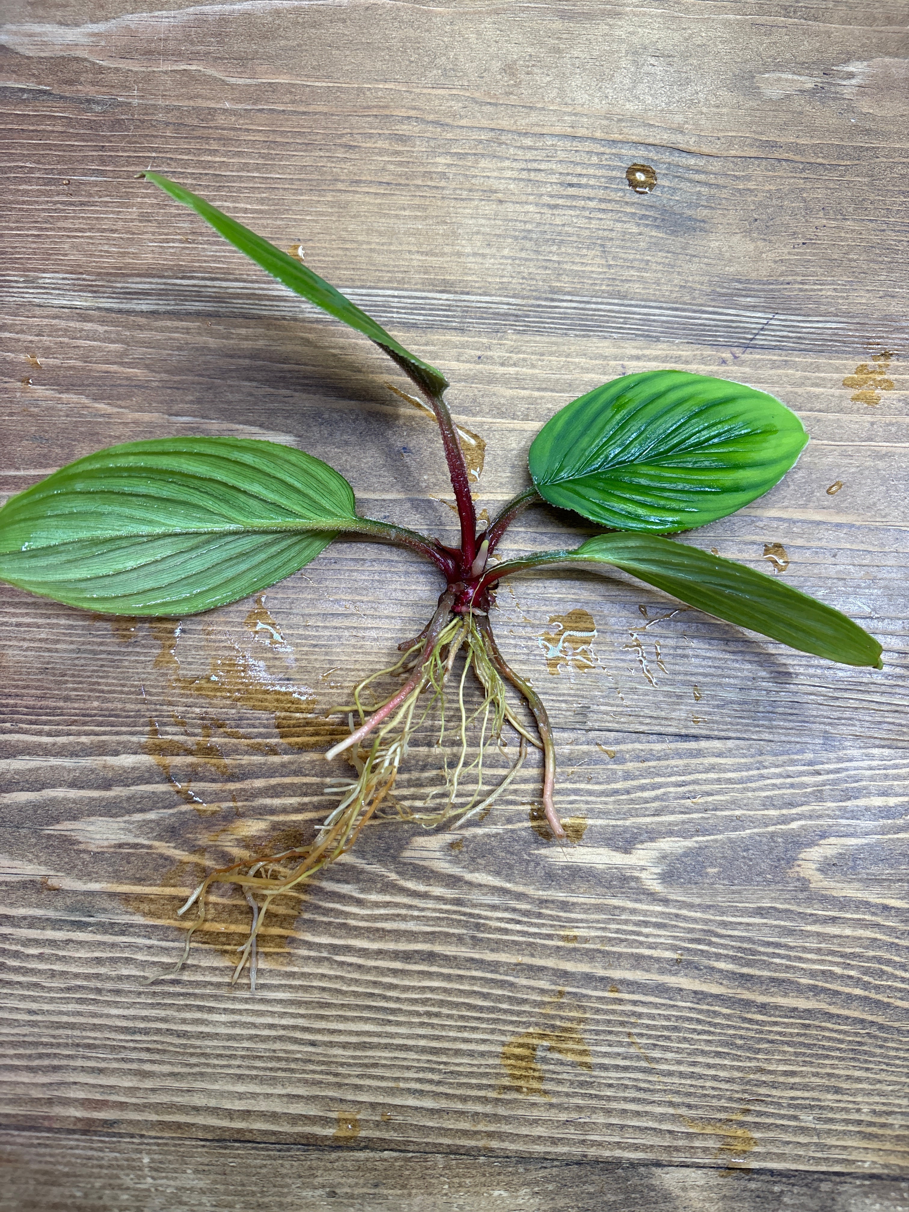 ホマロメナ | Plants Base