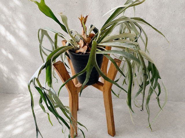 【特大株】ビカクシダ・ヴィーチー（8号鉢） / Platycerium veitchii 観葉植物 calm cafe