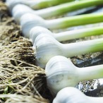 ［期間限定］生にんにく1kg（農薬・化学肥料・除草剤不使用）
