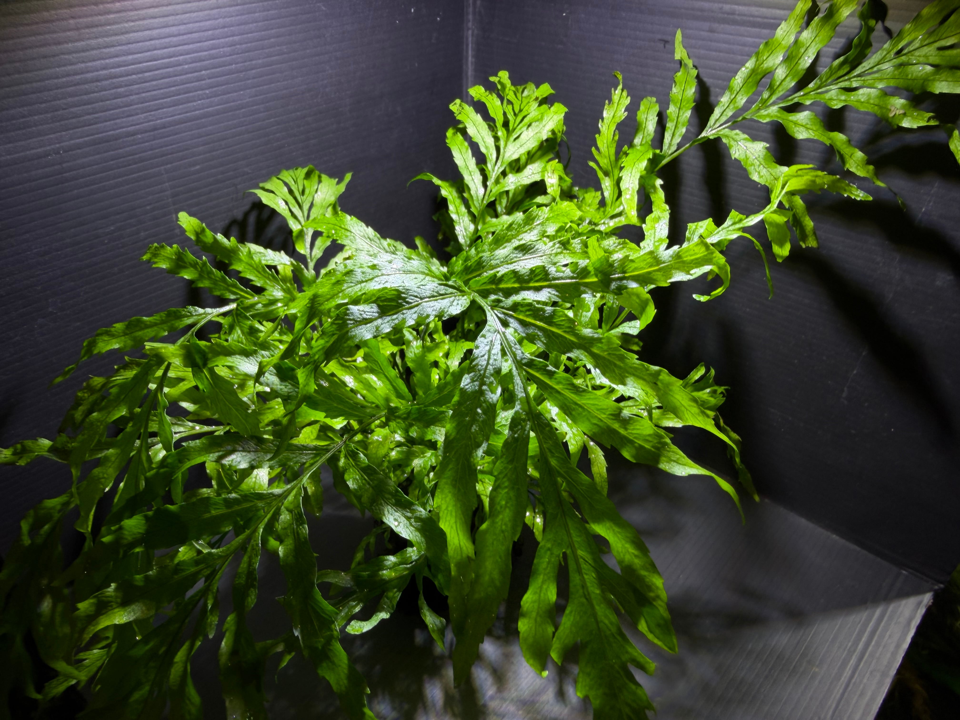 ブセファランドラ | AquaFocus