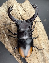 【WD】《セアカフタマタ(パリーフタマタ) 83mm ペア》