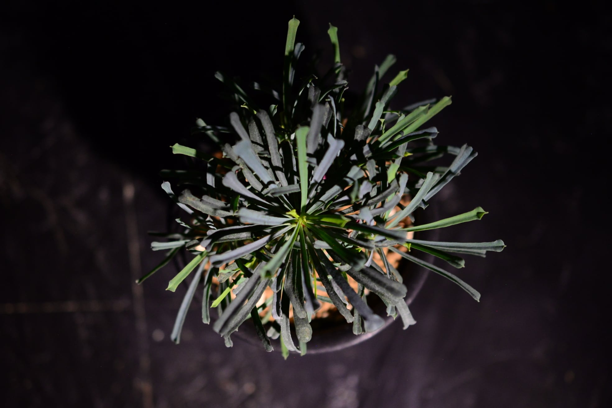 ユーフォルビア ムルチフォリア | N collect plants
