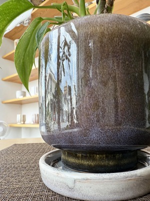 フィロデンドロン・ホワイトプリンセス