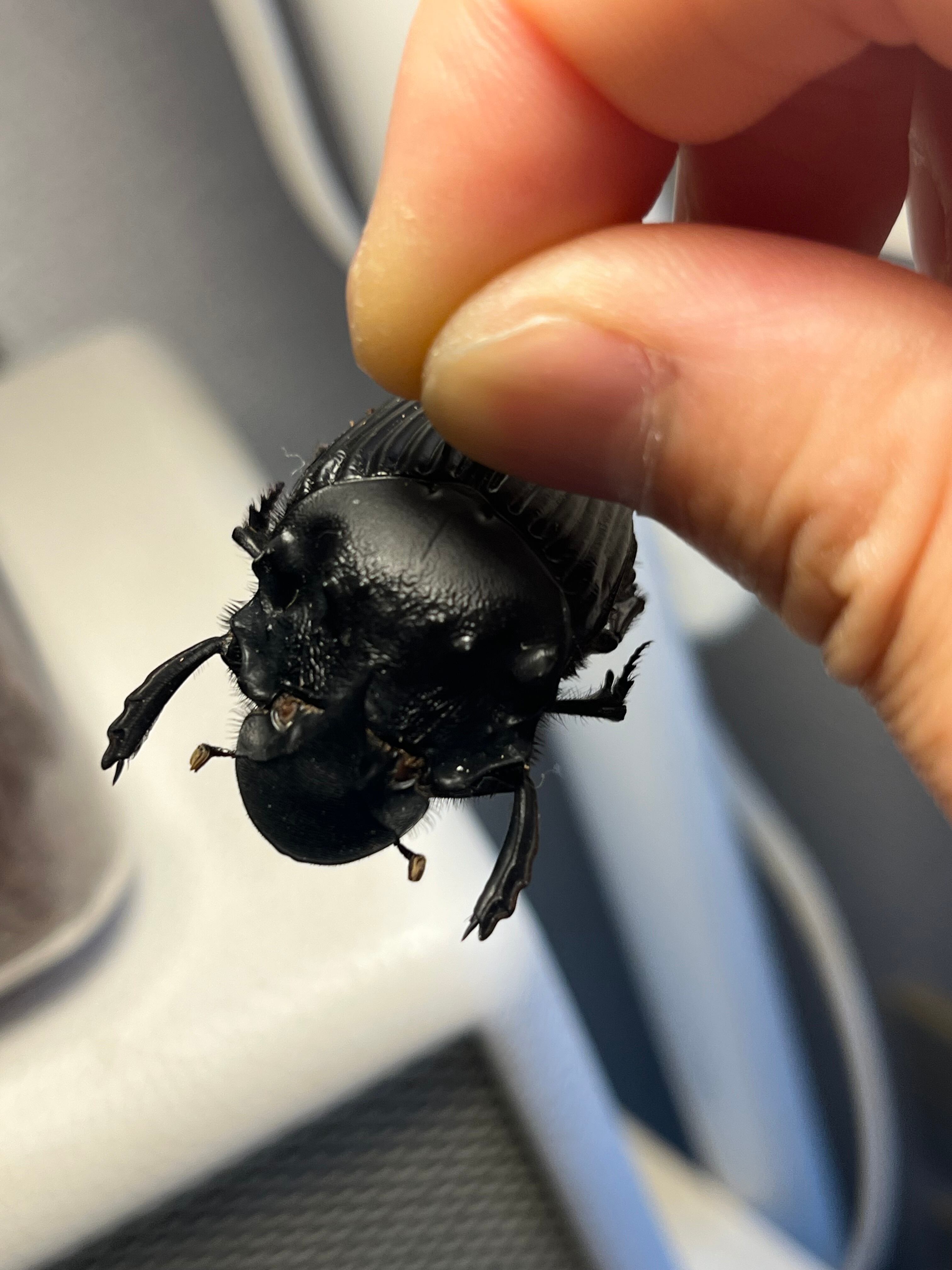 36mm♀】カブトダイコクコガネ ファウヌスダイコクコガネ 糞虫フン