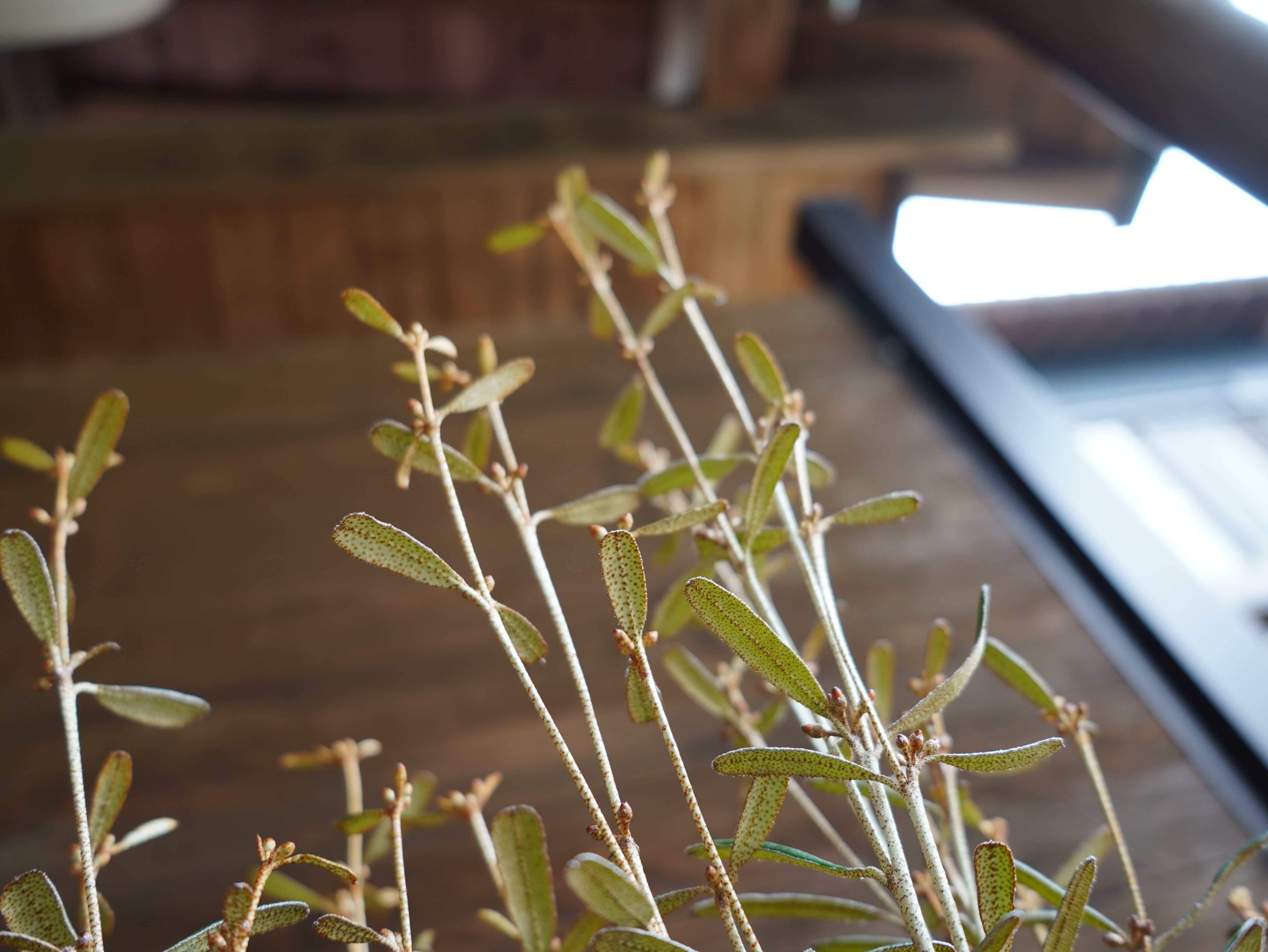 【現物】フェバリウム　B