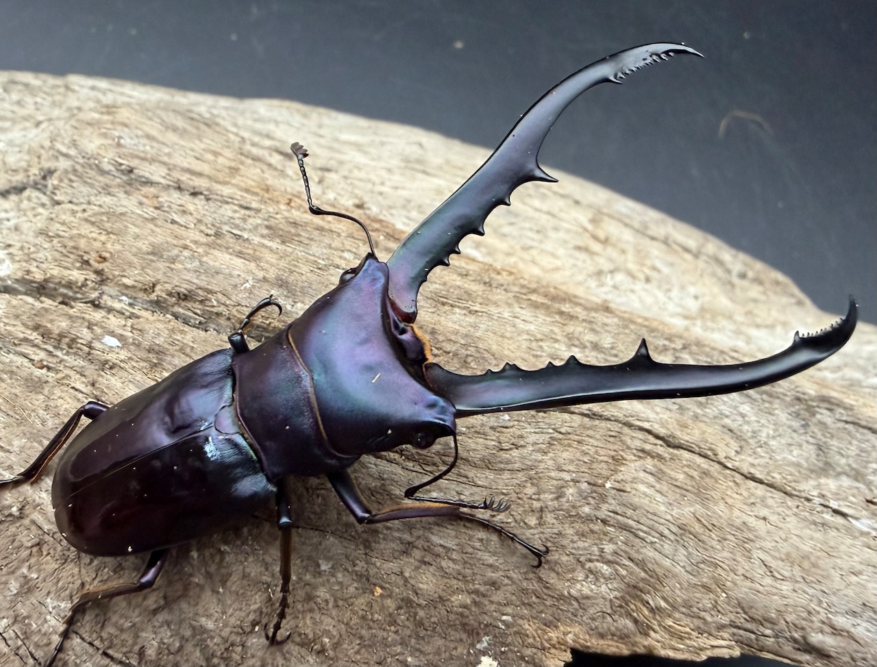 【美麗】《メタリフェルホソアカ亜種finae 69mm ペア》わたくわ氏ブリード個体