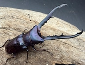 【美麗】《メタリフェルホソアカ亜種finae 69mm ペア》わたくわ氏ブリード個体