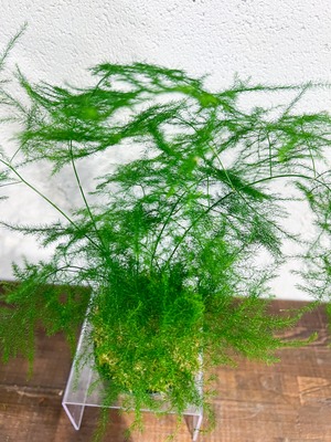 【父の日】アスパラ 苔玉