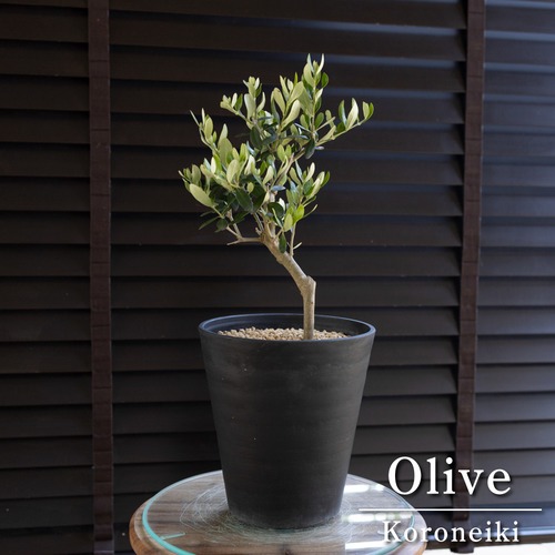 Olive オリーブの木 Koroneiki 6号 コロネイキ オリーブ 盆栽仕立て 0503BK