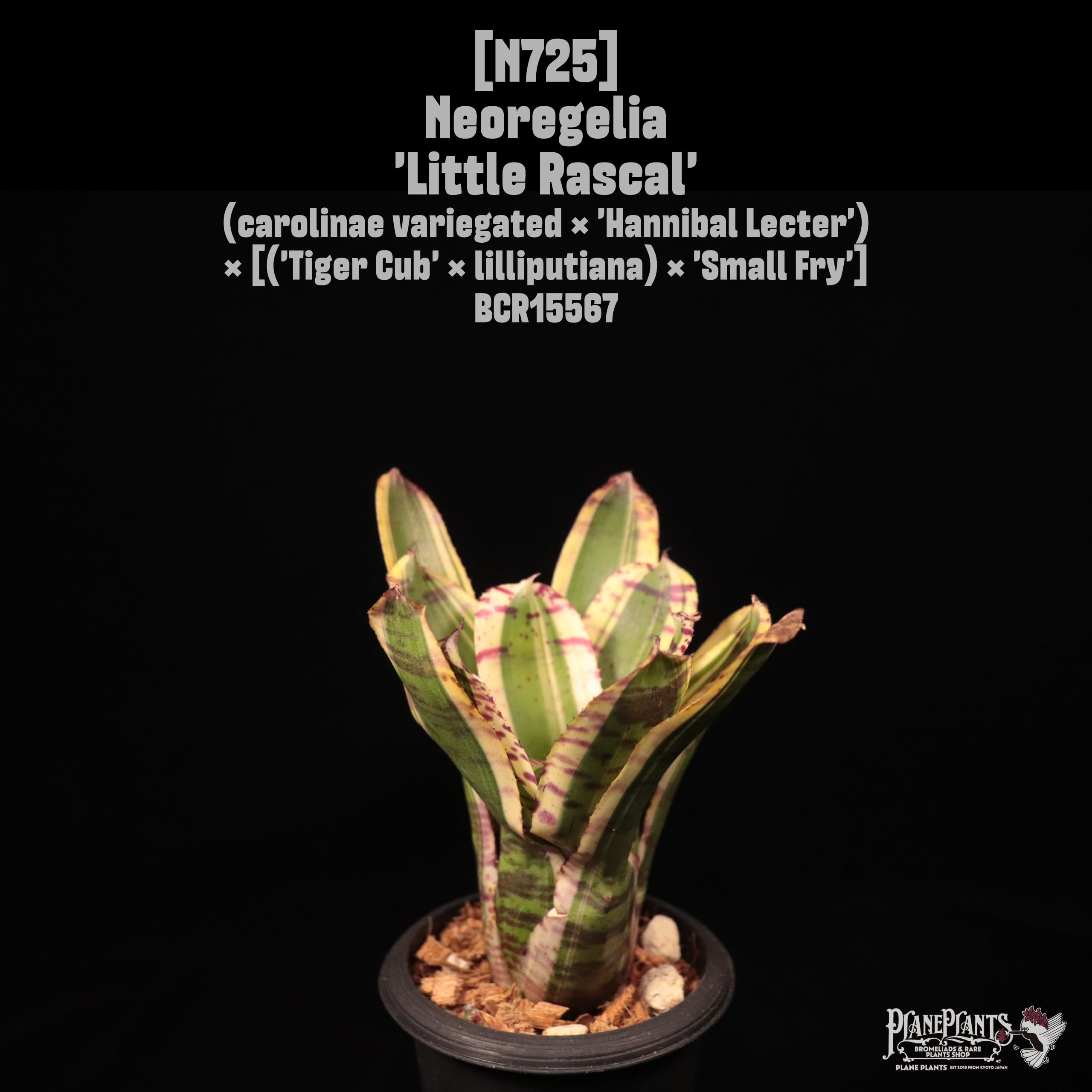 送料無料】Neoregelia 'White Walker'〔ネオレゲリア〕現品発送N0301
