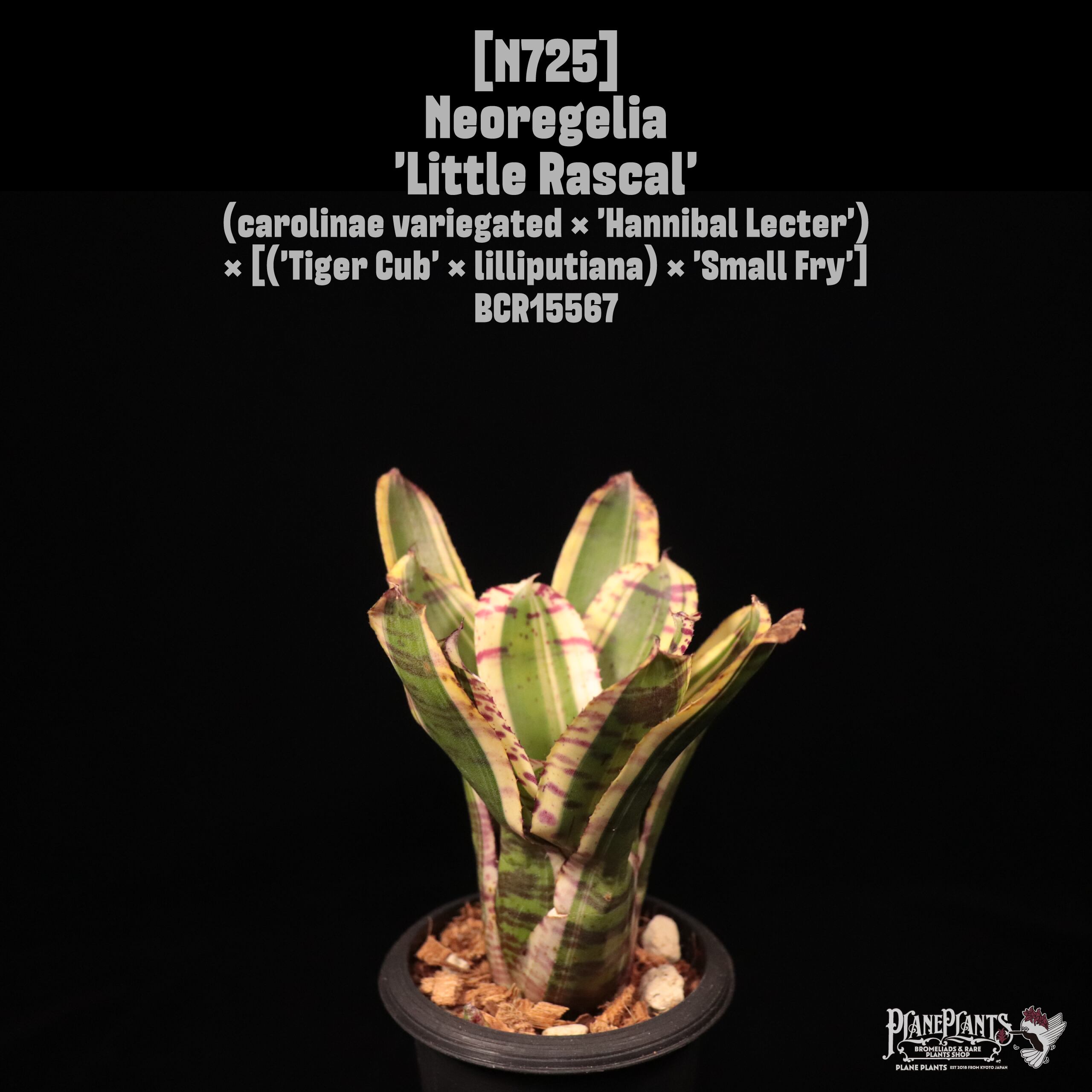 Neoregelia 'Little Rascal'〔ネオレゲリア〕N725
