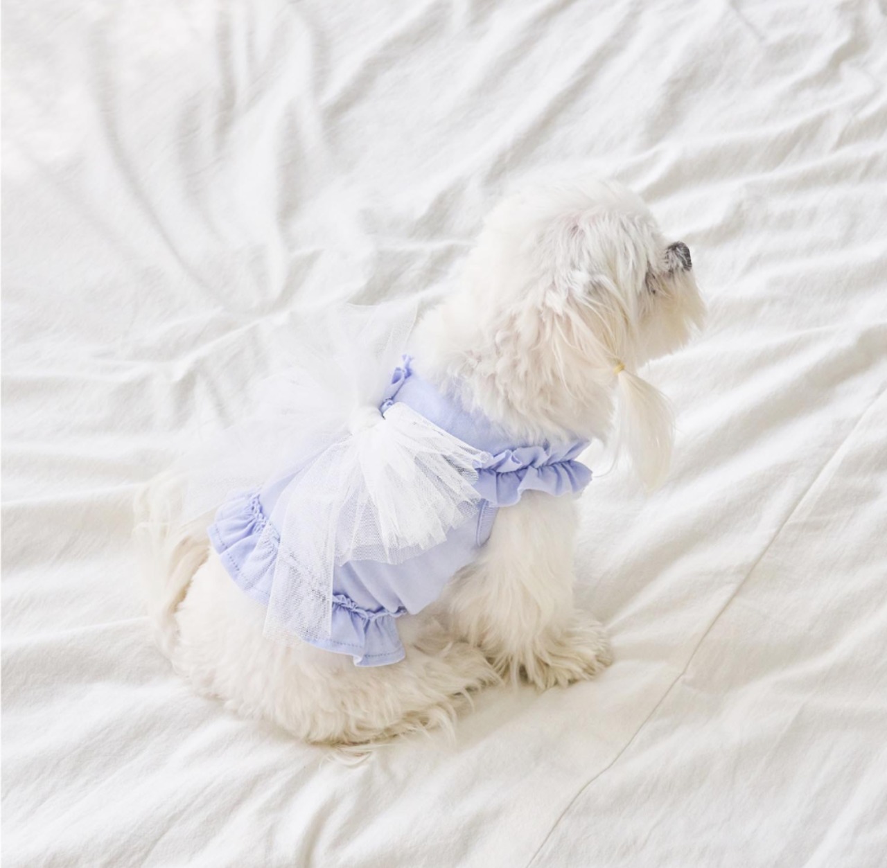 即納【MYLITTLEDOG】Soda Top (blue)