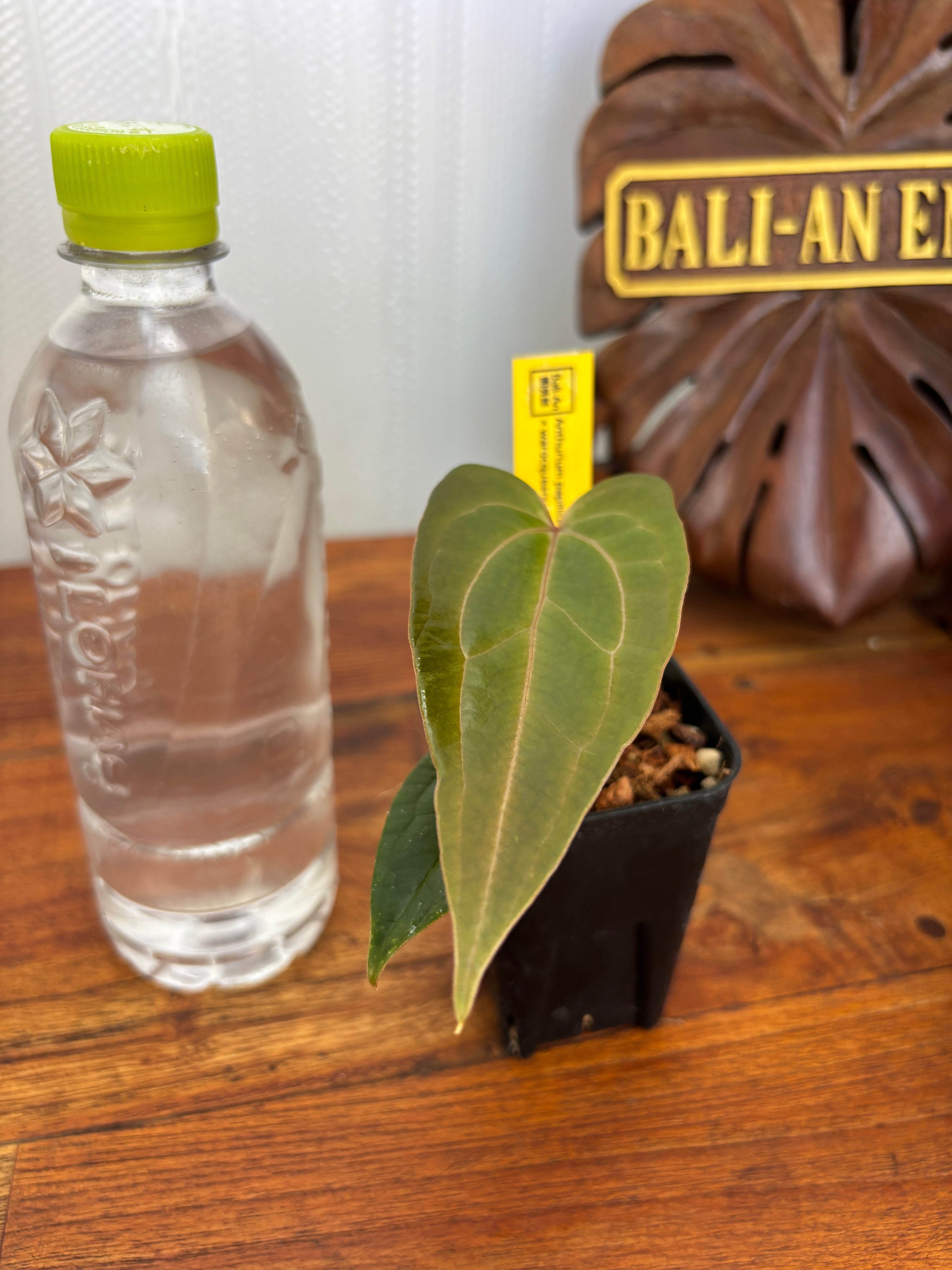 Anthurium | BALI-AN 園芸