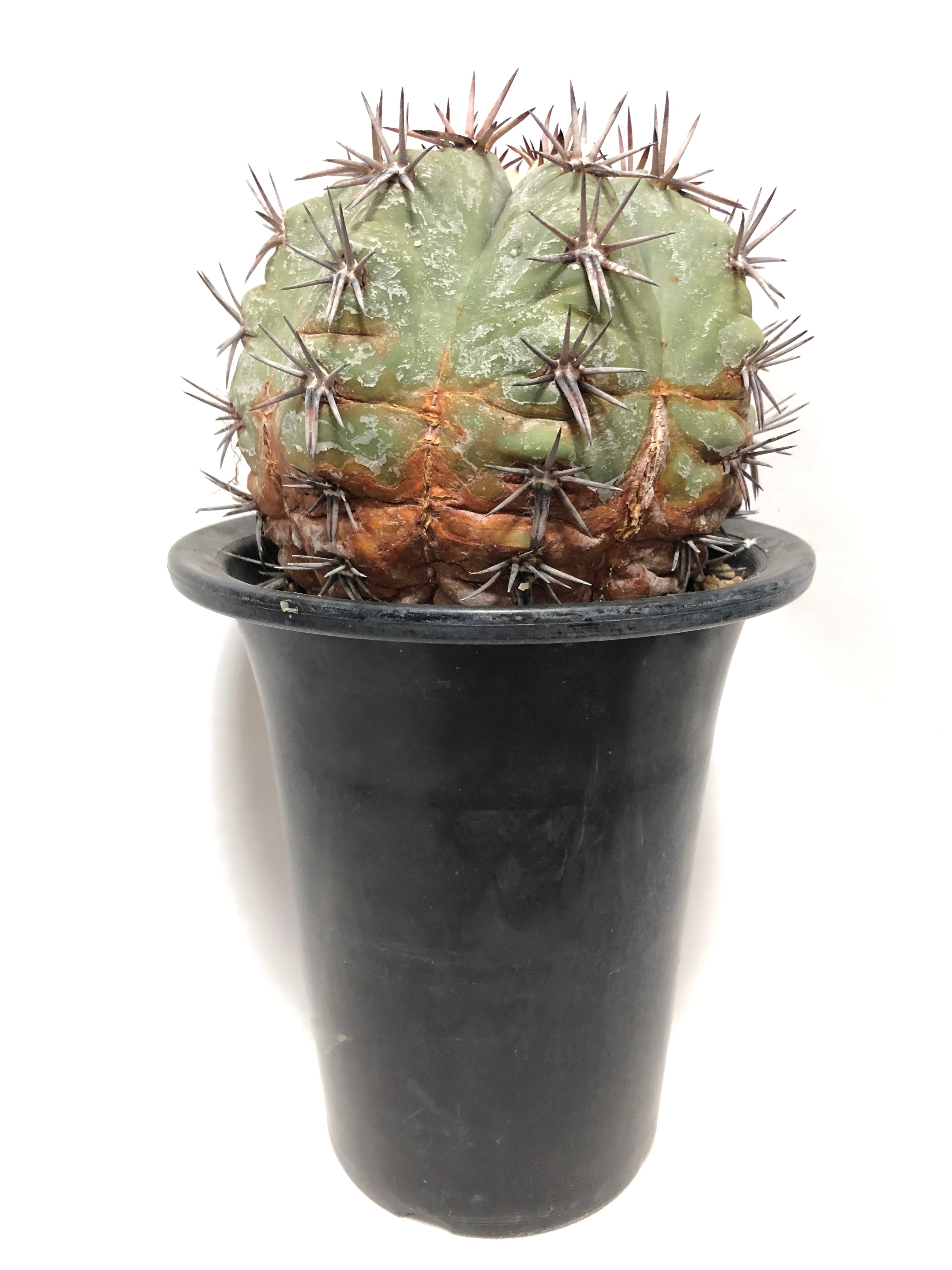 エキノカクタス　雷帝 Echinocactus horizonthalonius 雷帝 | plants MARU ーサボテン・多肉