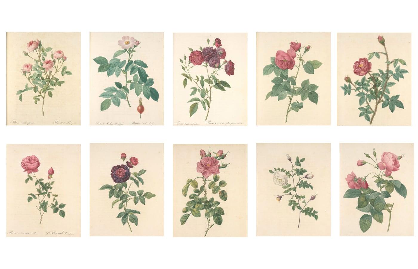 ルドゥーテの薔薇のボタニカルアート 20枚ダウンロードセット