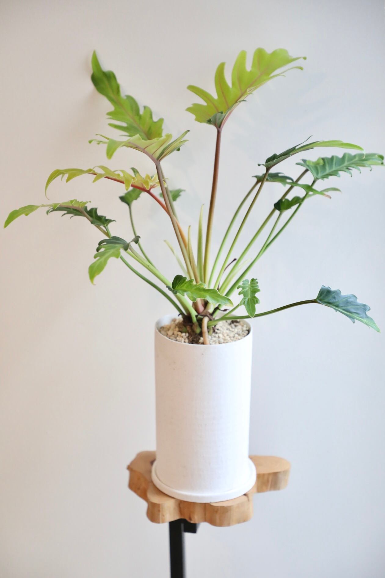 M】クッカバラ ライム/Philodendron kookaburra Lime ※陶器鉢付き