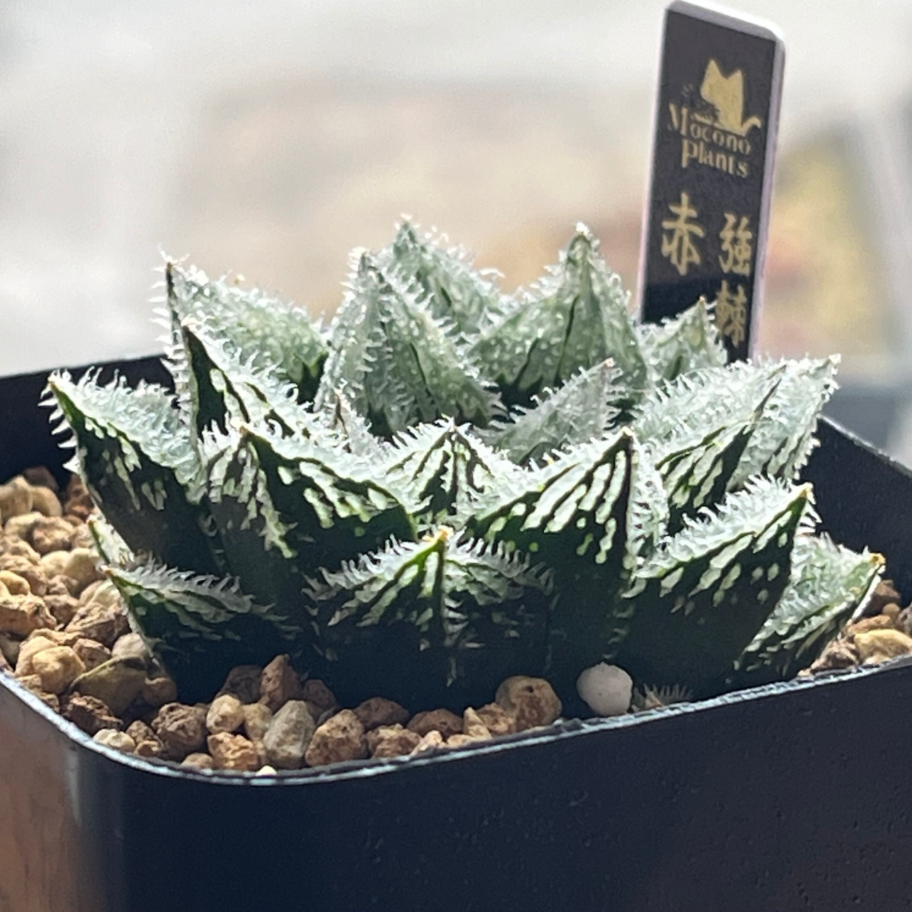 ハオルチア 強棘・裏窓 赤氷 | mocono_plants
