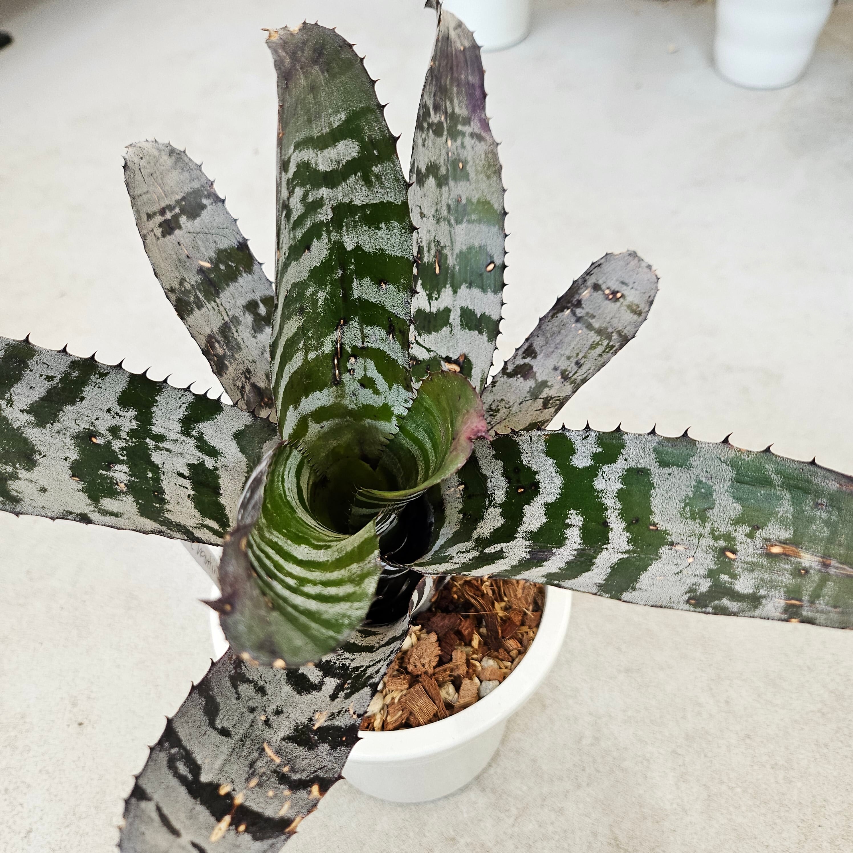 エクメア・チャンティニー・ハイブリッド（Aechmea Chantinii Hybrid