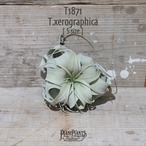 【送料無料】キセログラフィカ S〔エアプランツ〕現品発送T1871