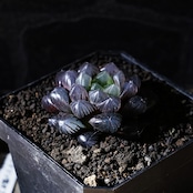 抜き苗 ドドソン紫オブツーサ Haworthia 'Dodson Purple'