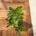 Fouquieria fasciculata【フォークイエリア・ファシクラータ・実生】