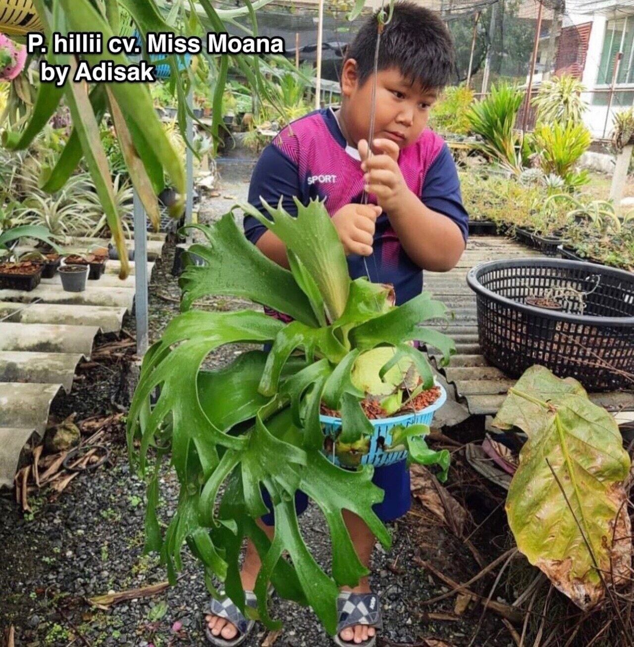 P. hillii spore #44 (pup) | naturefix