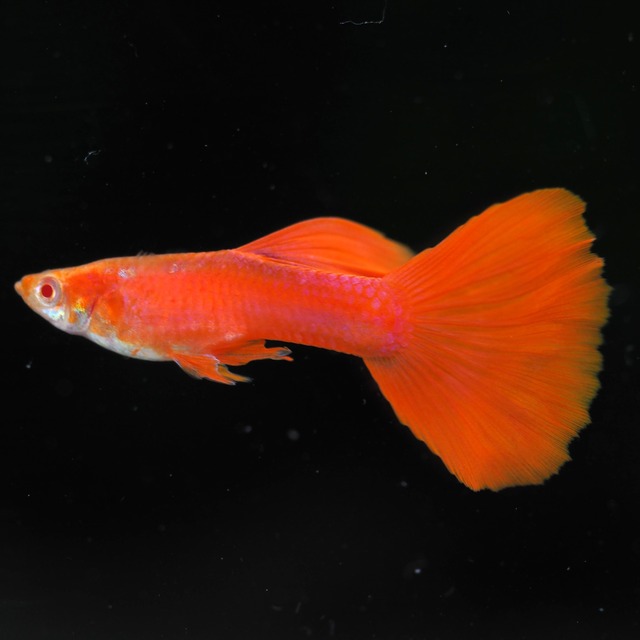 【セール】RREAフルレッド　2ペア＋おまけ2ペア＋種親メス1匹